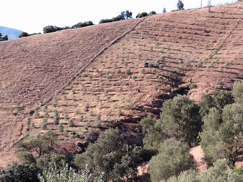 1000 olive trees