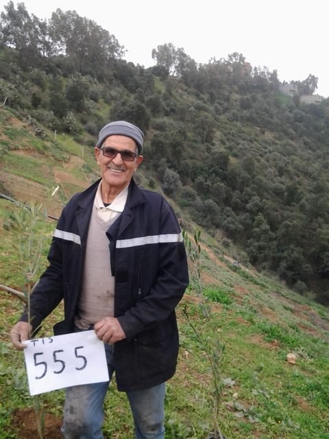 1000 olive trees